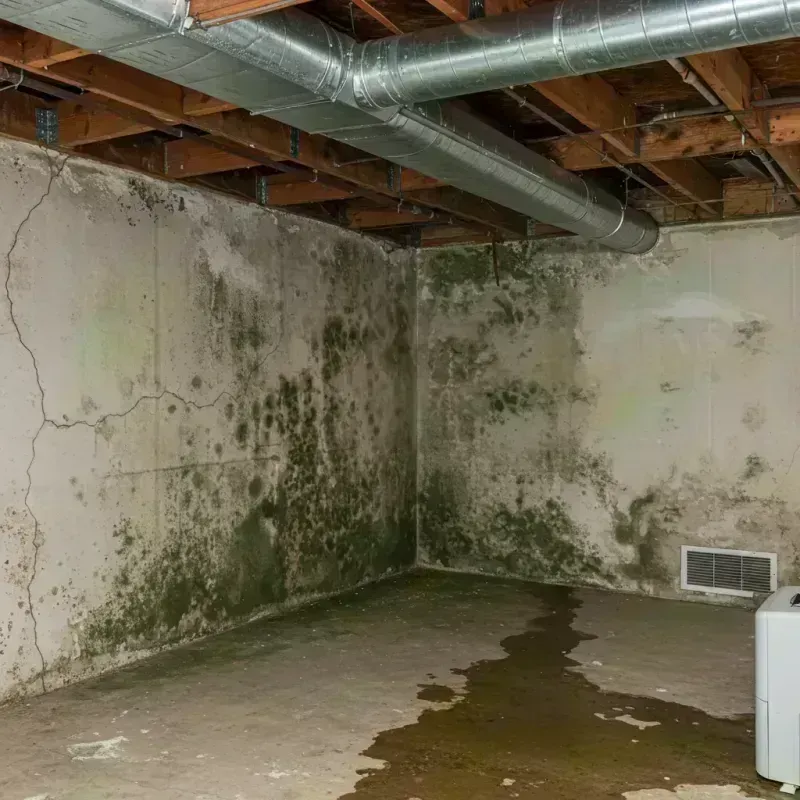 Professional Mold Removal in South Bend, IN